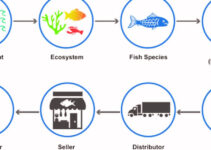 Fishing Supply Chain 